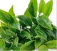 Extracto de Té Verde: Componente clave de Silvets para la quema de grasa eficaz.