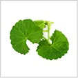 Centellin, extracto de centella asiática para la salud venosa y piernas ligeras.