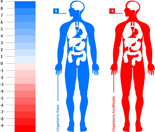 Organismo humano: equilibrio interno