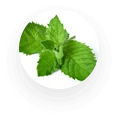 Hojas de Menta Piperita: ingrediente clave de Snoran Plus para respirar mejor.