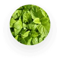 Hojas de Melisa Medicinal: componente de Snoran Plus para la calma.